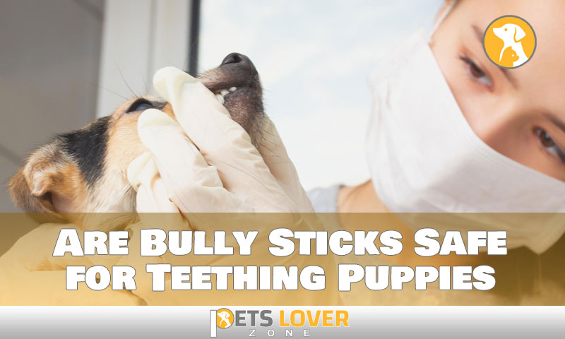 Are Bully Sticks Safe for Teething Puppies