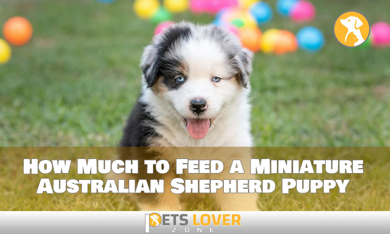 How Much to Feed a Miniature Australian Shepherd Puppy