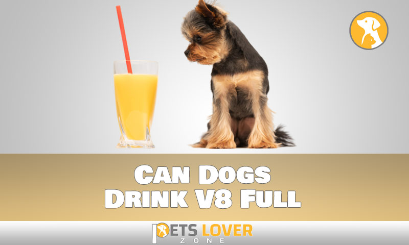 Can Dogs Drink V8 Full