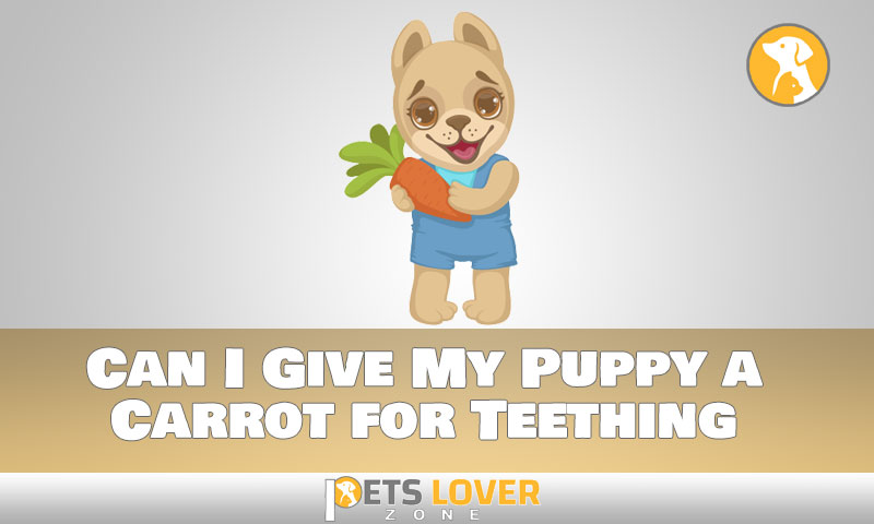 Natural Teething Remedies: Can I Give My Puppy Carrots?