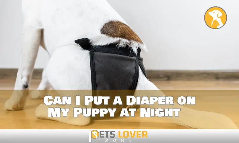 The Truth About Diapering Your Puppy at Night