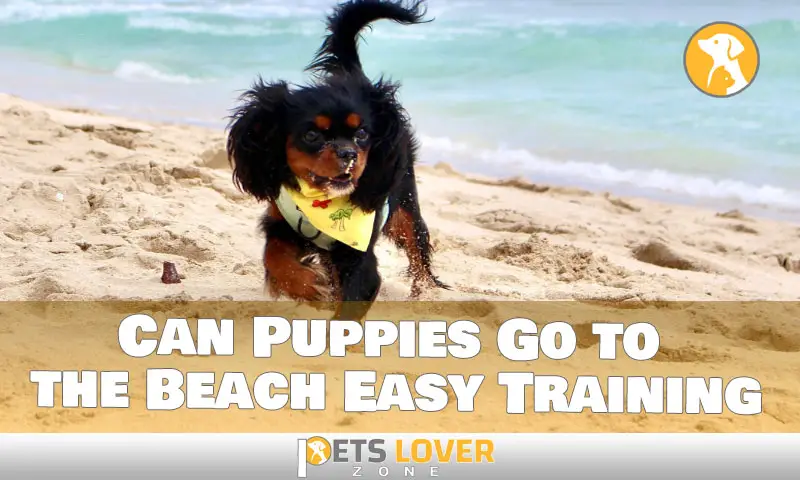 The Complete Guide to Taking Your Puppy to the Beach