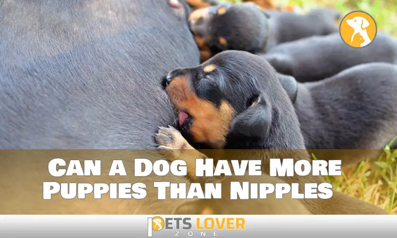 About Whether a Dog Can Have More Puppies Than Nipples