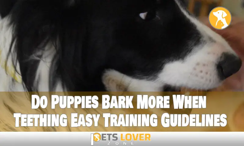 Do Puppies Bark More When Teething Easy Training Guidelines