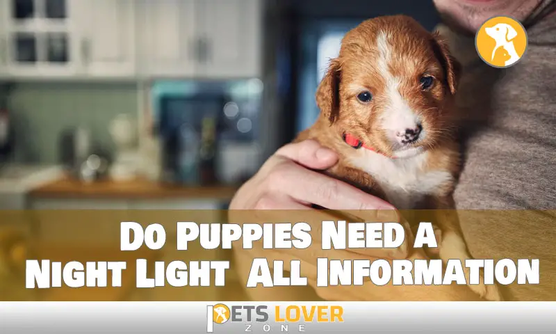 Do Puppies Need a Night Light All Information
