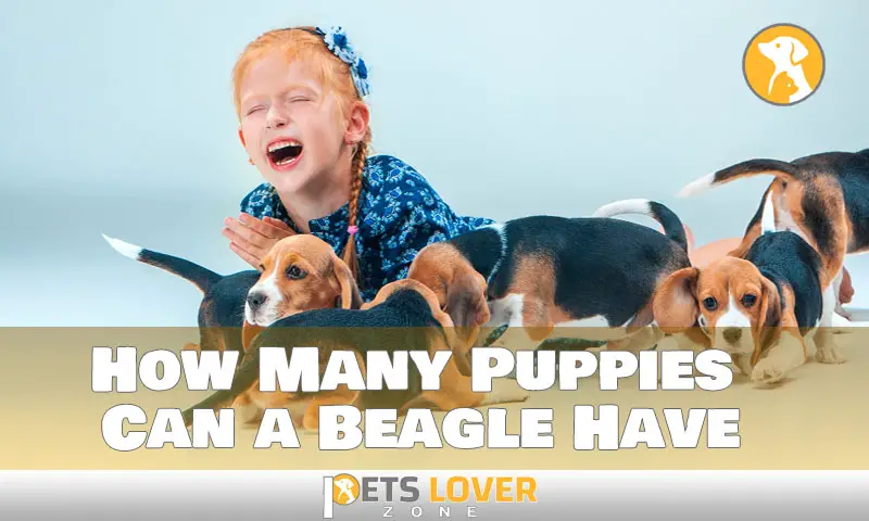 How Many Puppies Can a Beagle Have Pets Lover
