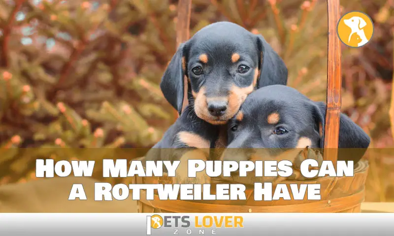 How Many Puppies Can a Rottweiler Have