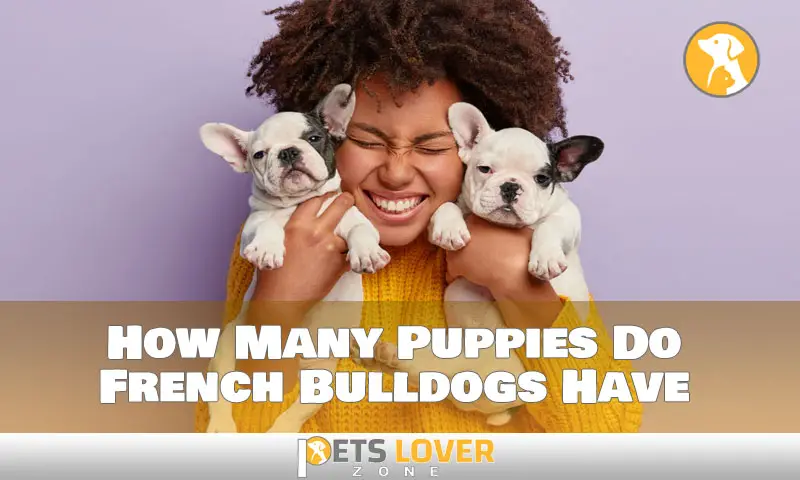 How Many Puppies Do French Bulldogs Have
