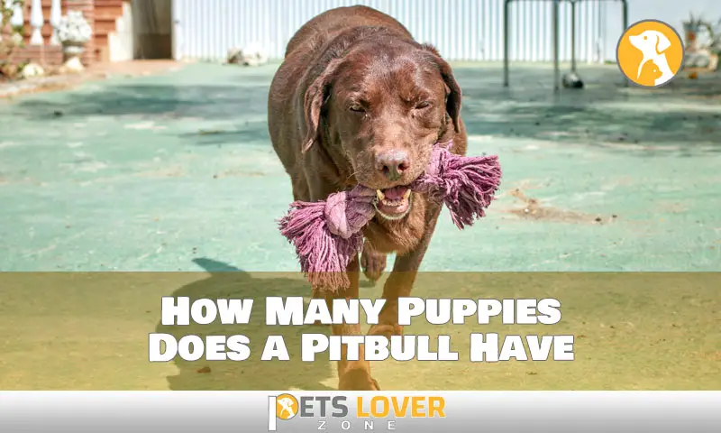 How Many Puppies Does a Pitbull Have