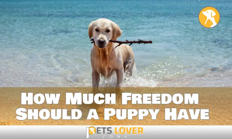 How Much Freedom Should a Puppy Have