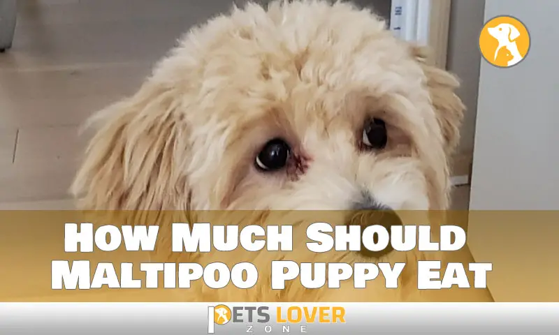 How Much Should Maltipoo Puppy Eat