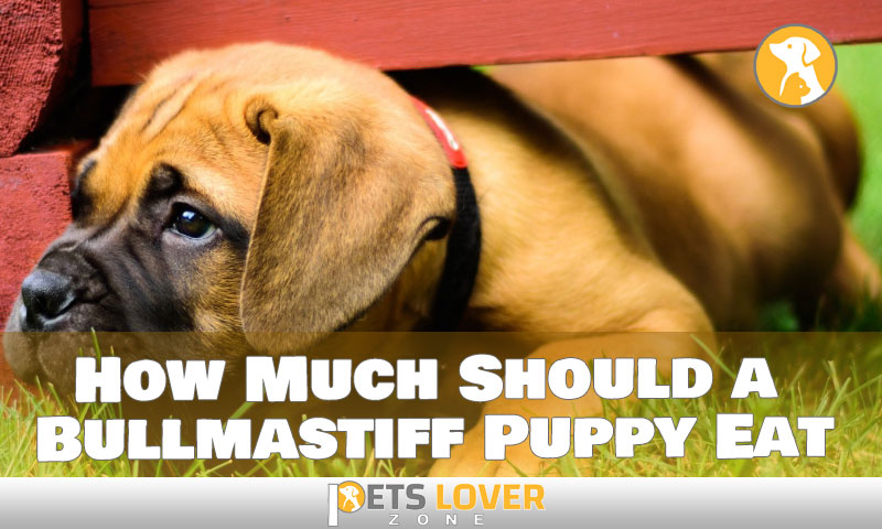 How Much Should a Bullmastiff Puppy Eat