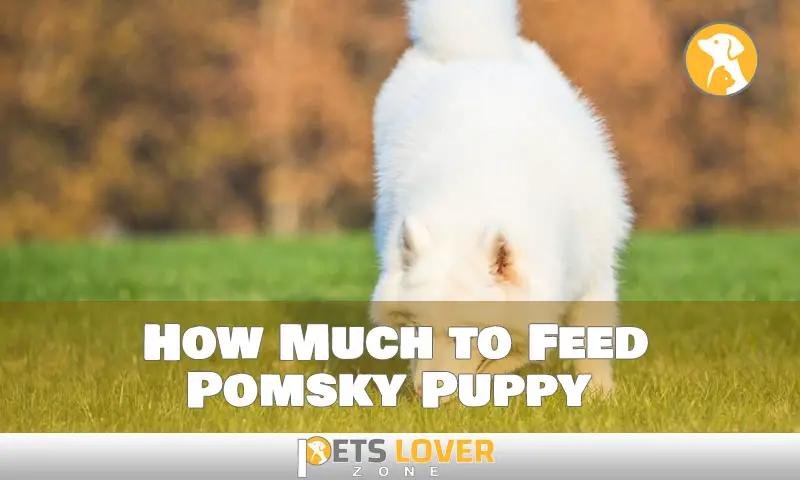 How Much to Feed Pomsky Puppy