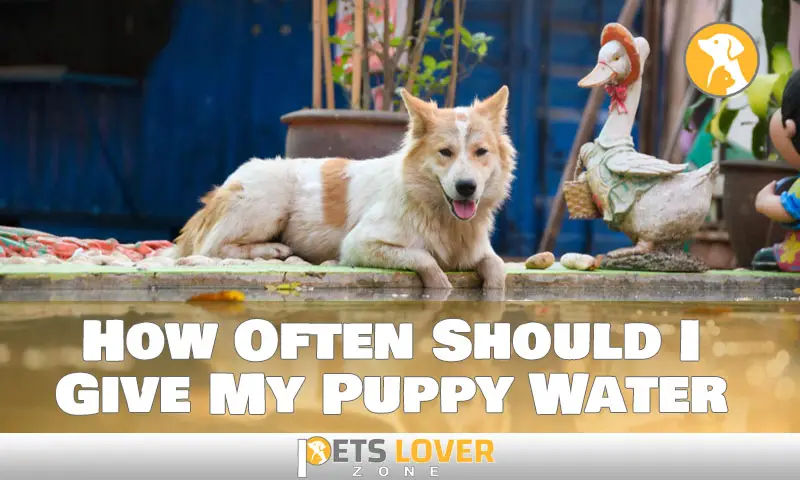 How Often Should I Give My Puppy Water