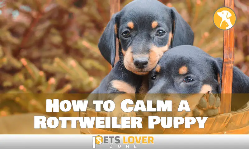 How to Calm a Rottweiler Puppy
