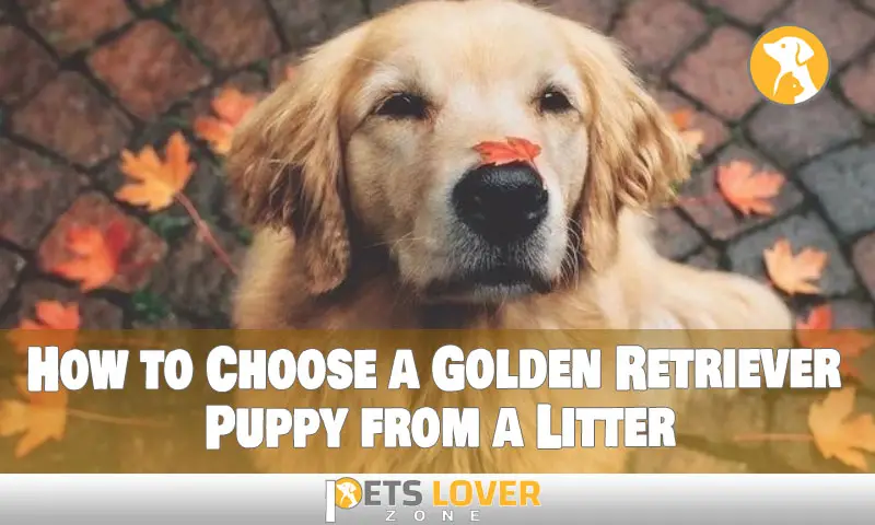 How to Choose a Golden Retriever Puppy from a Litter