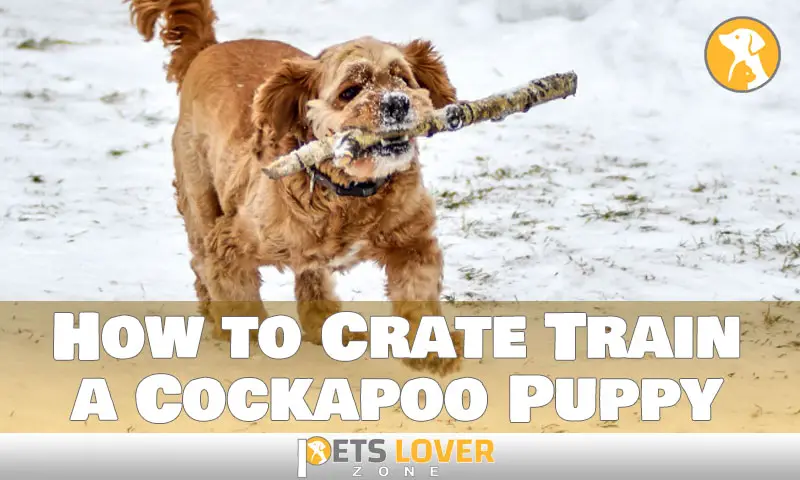 How to Crate Train a Cockapoo Puppy