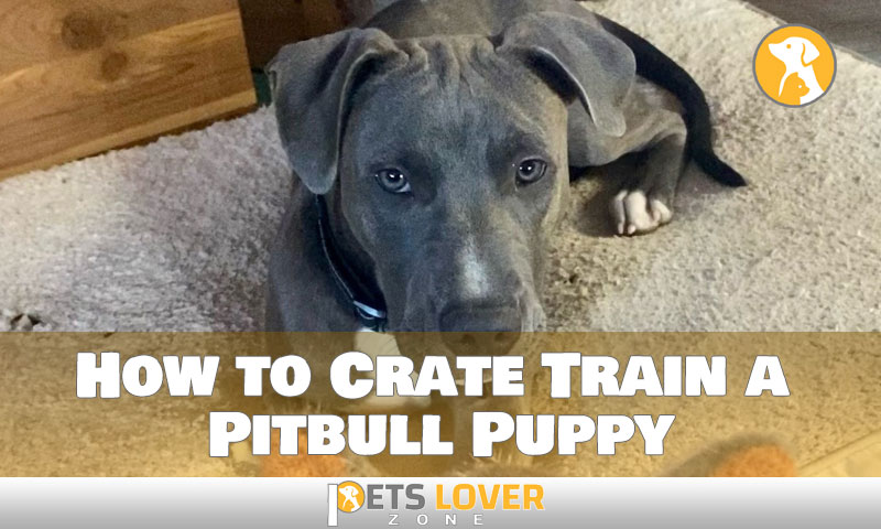 How to Crate Train a Pitbull Puppy