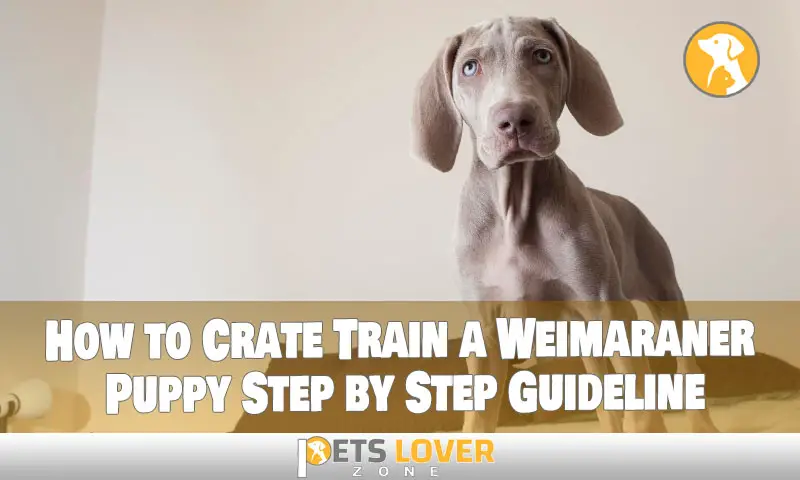 How to Crate Train a Weimaraner Puppy