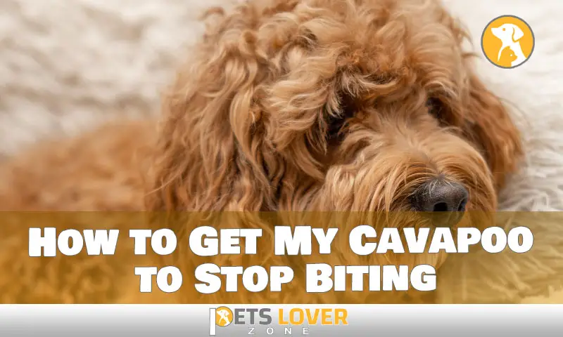 How to Get My Cavapoo Puppy to Stop Biting