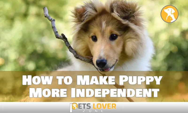 How to Make Puppy More Independent
