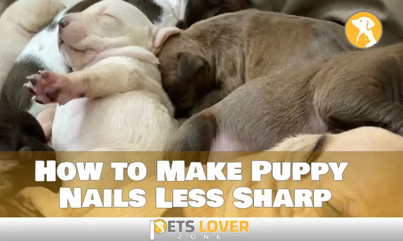How to Make Puppy Nails Less Sharp