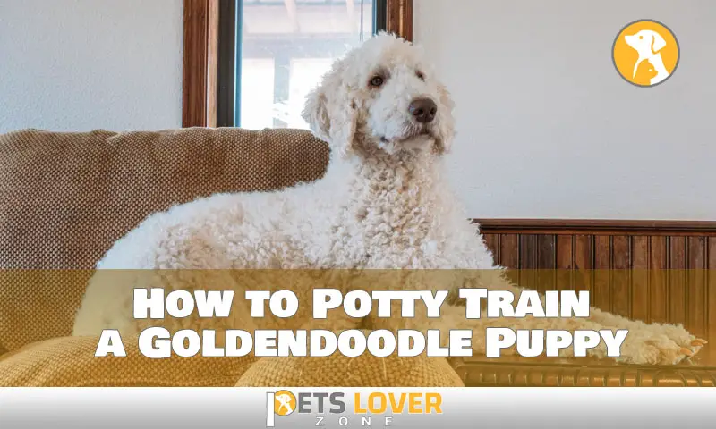 How to Potty Train a Goldendoodle Puppy