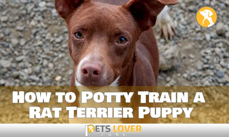 How to Potty Train a Rat Terrier Puppy