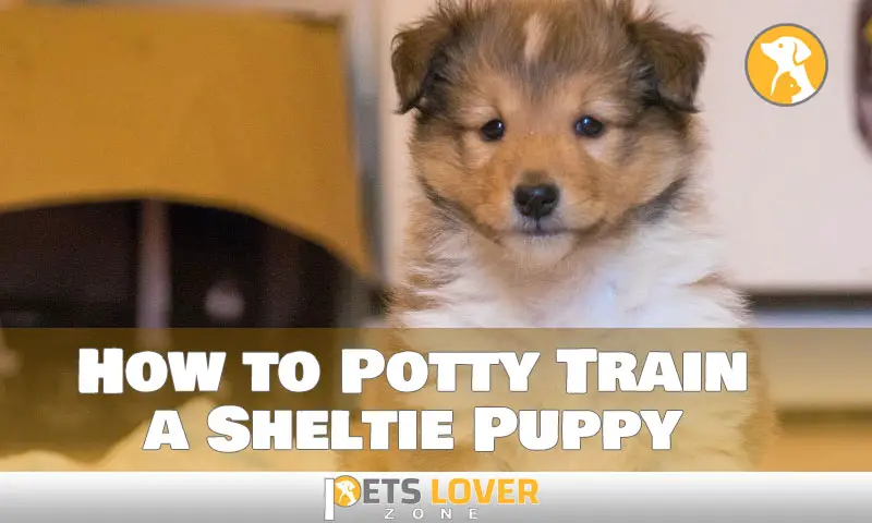 How to Potty Train a Sheltie Puppy