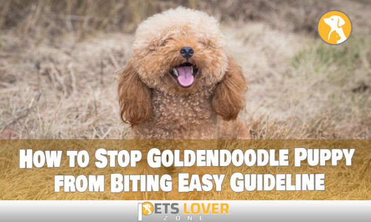 How To Stop Your Goldendoodle Puppy From Biting Ever