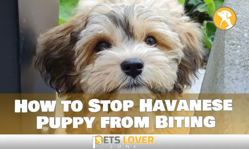 How to Stop Havanese Puppy from Biting
