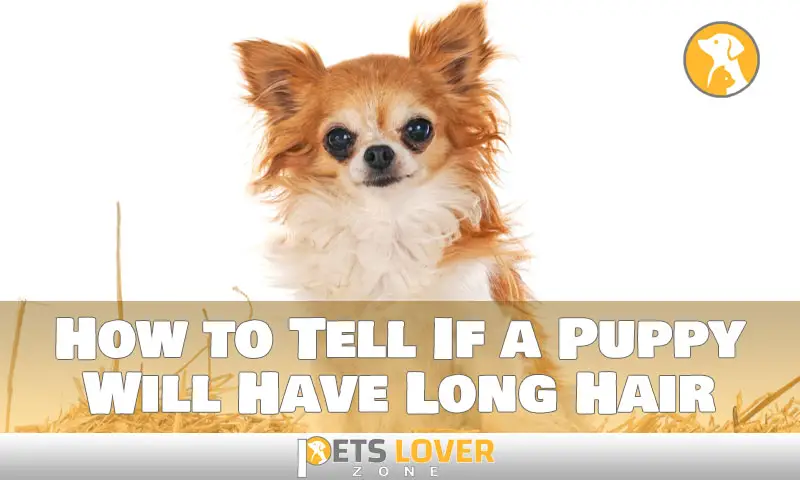 How to Tell If a Puppy Will Have Long Hair