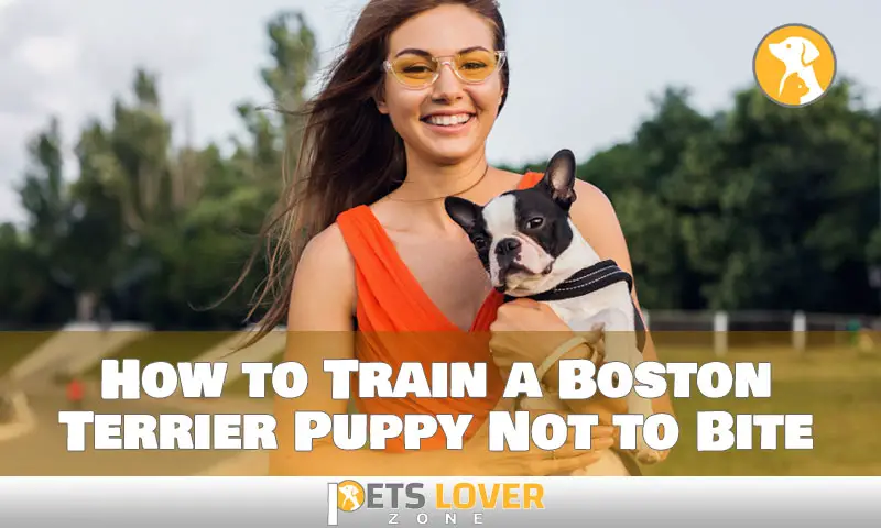 How to Train a Boston Terrier Puppy Not to Bite