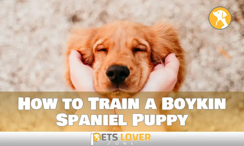 How to Train a Boykin Spaniel Puppy