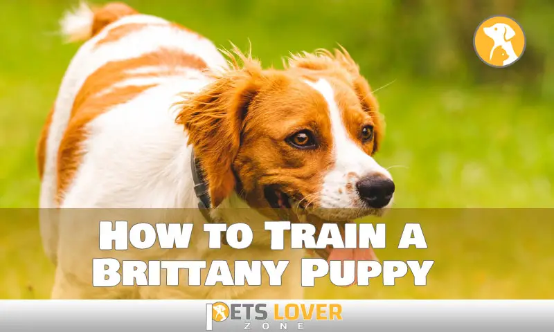 How to Train a Brittany Puppy