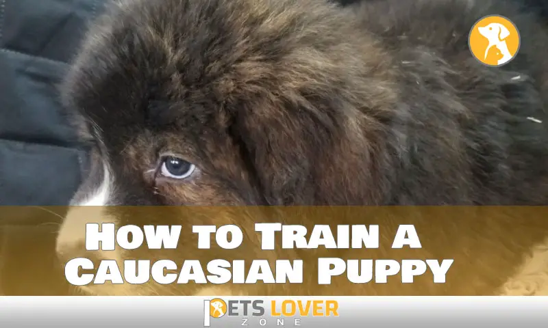 How to Train a Caucasian Puppy