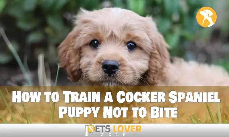 How to Train a Cocker Spaniel Puppy Not to BiteHow to Train a Cocker Spaniel Puppy Not to Bite