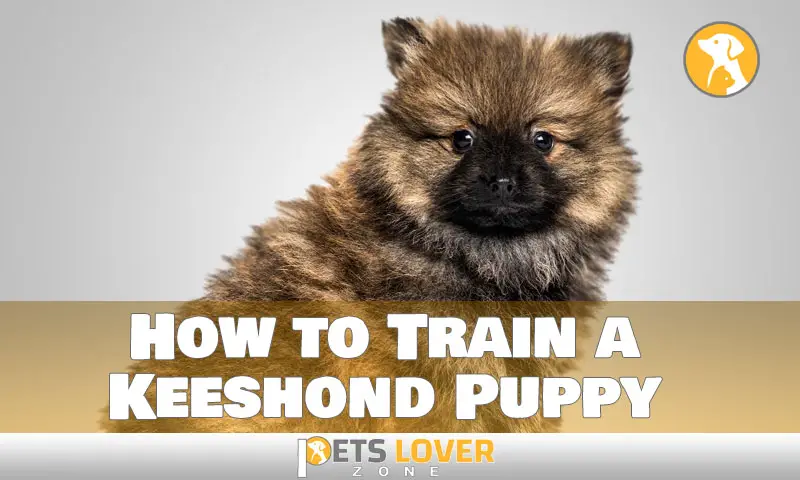 How to Train a Keeshond Puppy
