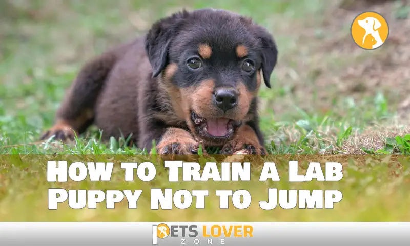 How to Train a Lab Puppy Not to Jump