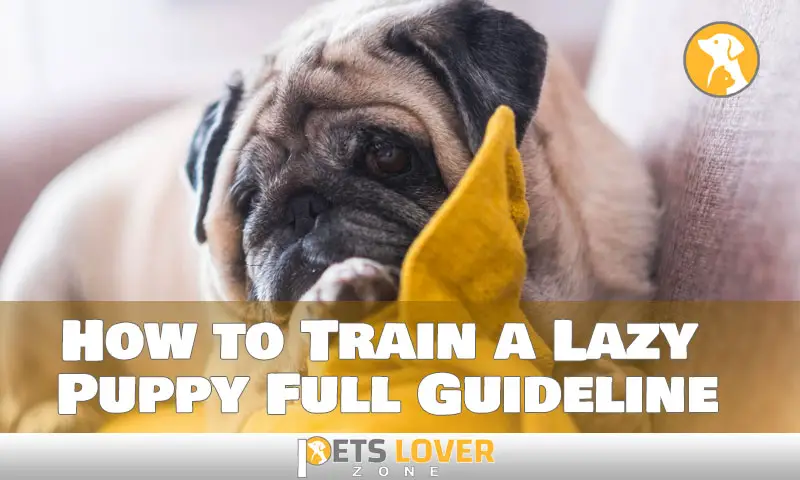 How to Train a Lazy Puppy Full Guideline