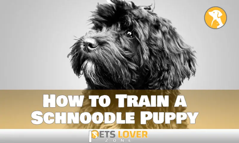 How to Train a Schnoodle Puppy
