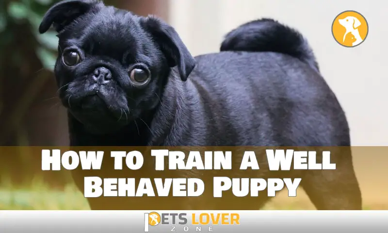 How to Train a Well Behaved Puppy