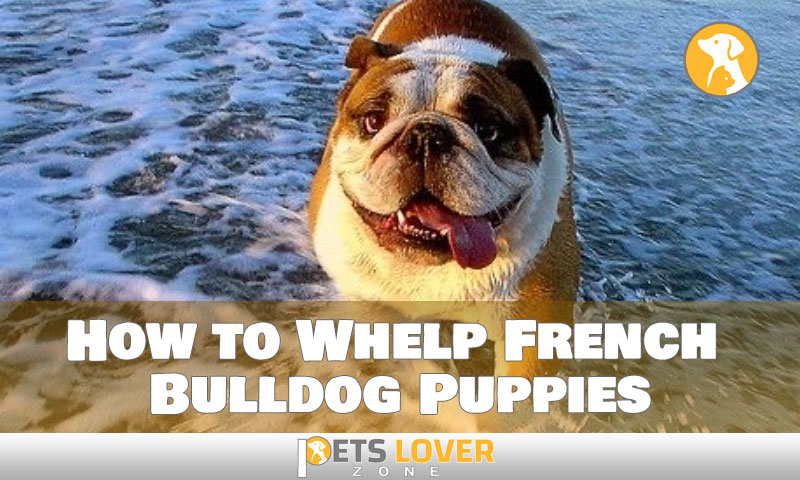 How to Whelp French Bulldog Puppies
