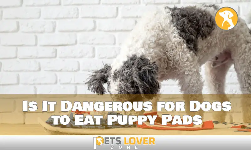 Is It Dangerous for Dogs to Eat Puppy Pads