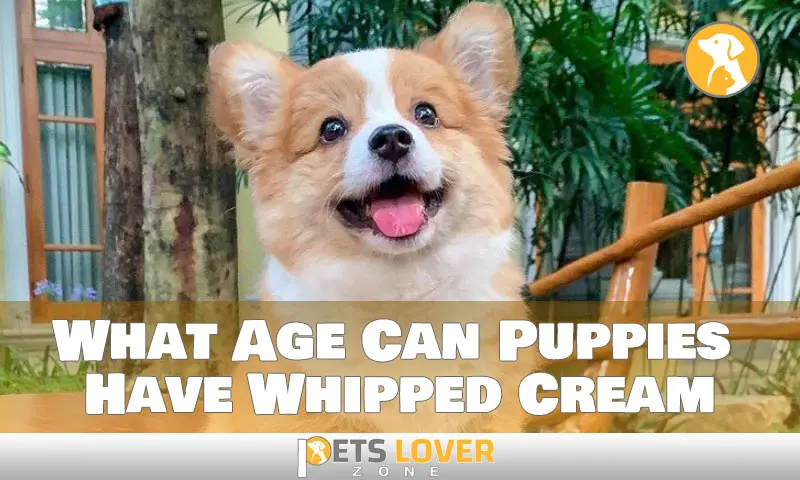What Age Can Puppies Have Whipped Cream