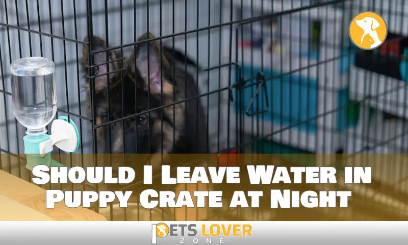 Should I Leave Water in Puppy Crate at Night