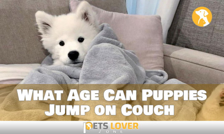 When Age Can Puppies Jump on the Couch? Find Expert Answers