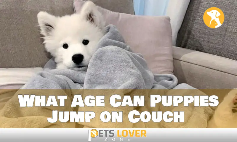 What Age Can Puppies Jump on Couch