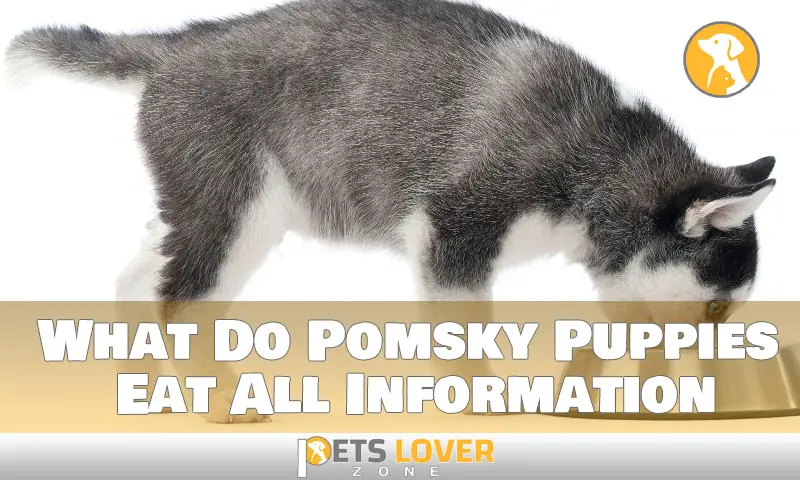 What Do Pomsky Puppies Eat All Information