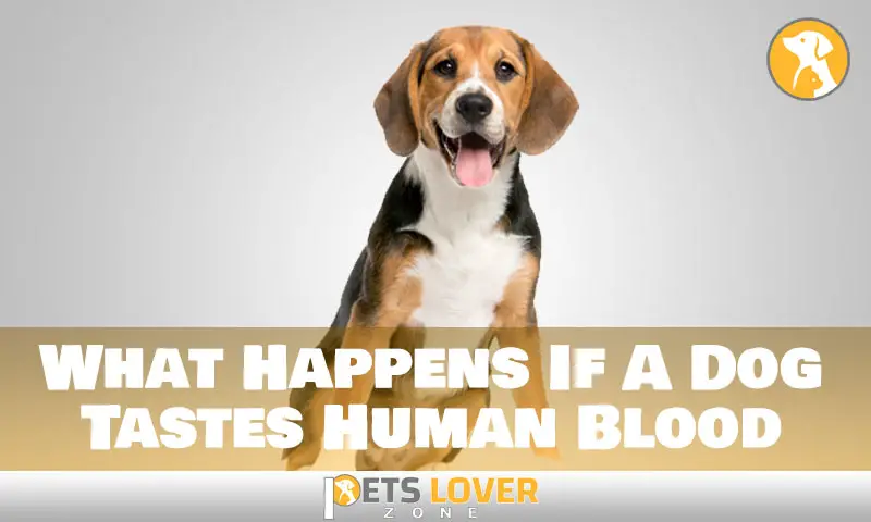 What Happens If A Dog Tastes Human Blood